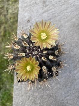 Neochilenia spec.